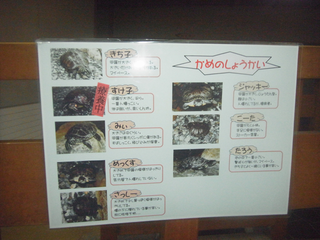 亀さん