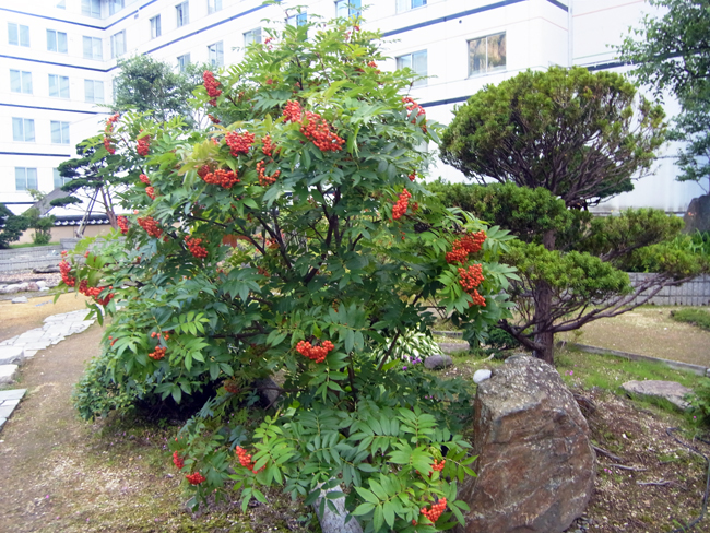 ななかまど
