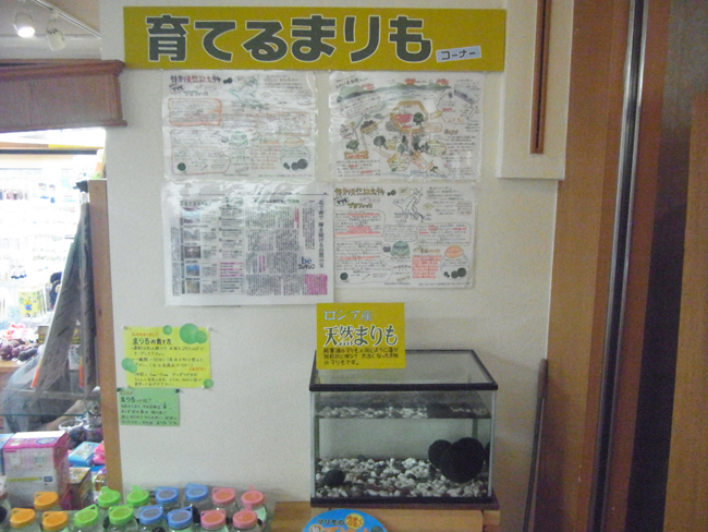 まりも