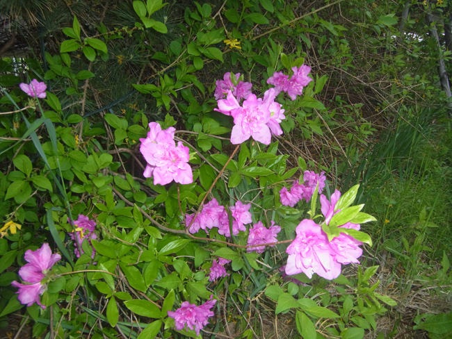 野花