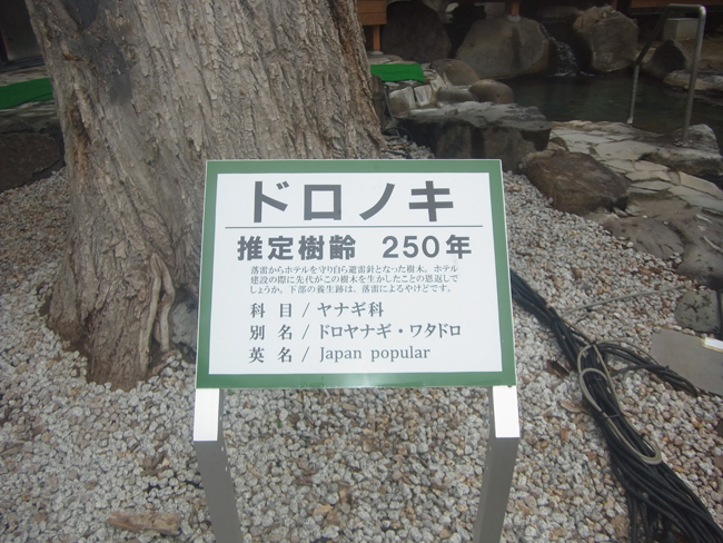 御神木