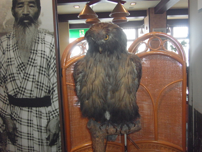 シマフクロウ