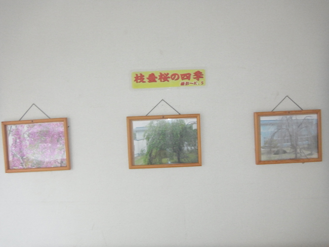 枝垂桜