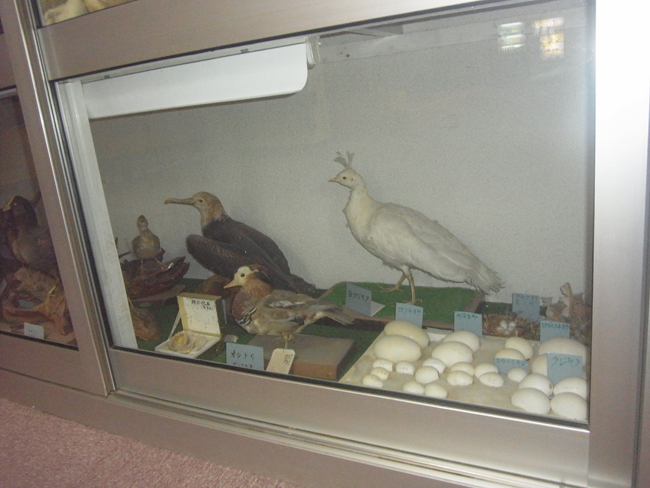 鳥の剥製