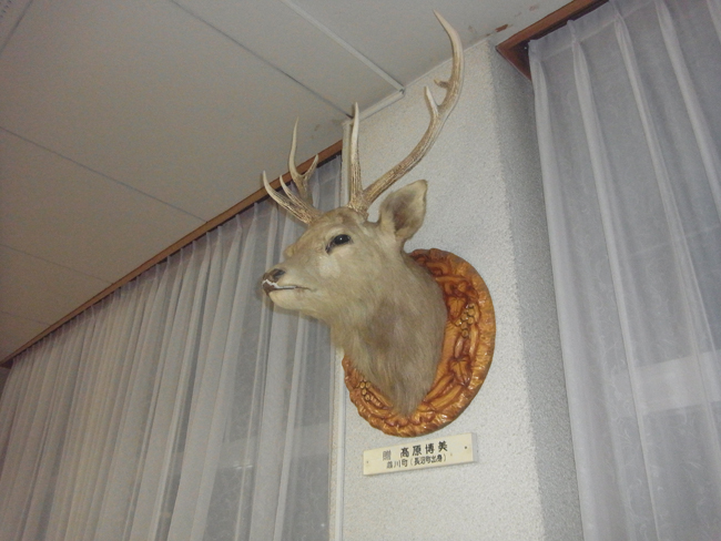 鹿の剥製