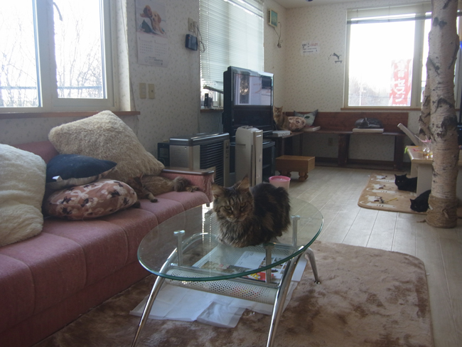 猫