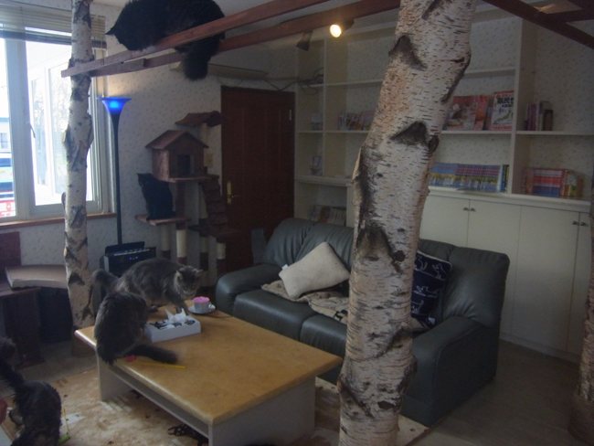 猫