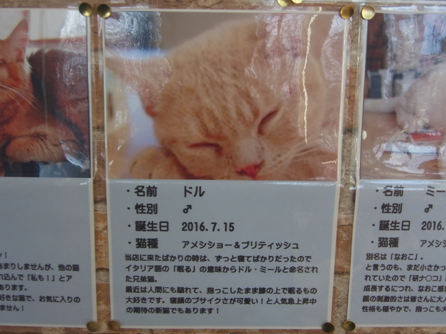 ドル