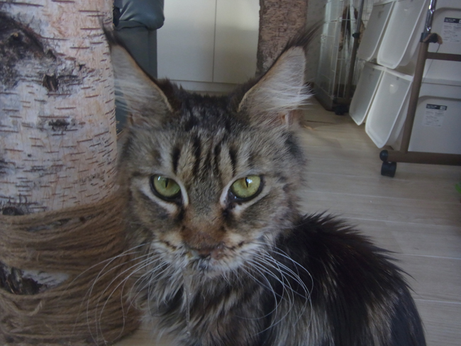 猫の顔