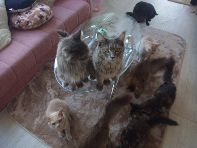 猫祭り