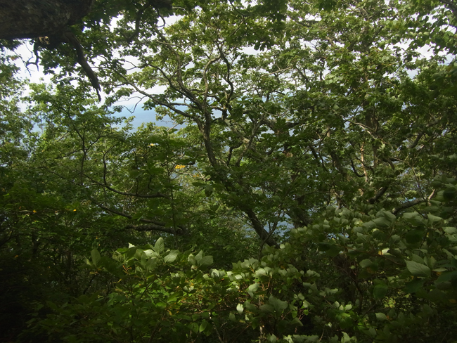 せたな町