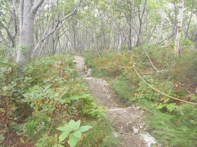 登山道