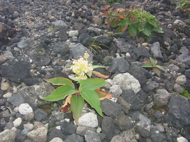 高山植物