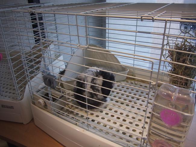 販売うさぎ２