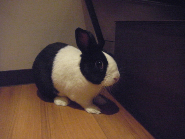 ダッチ