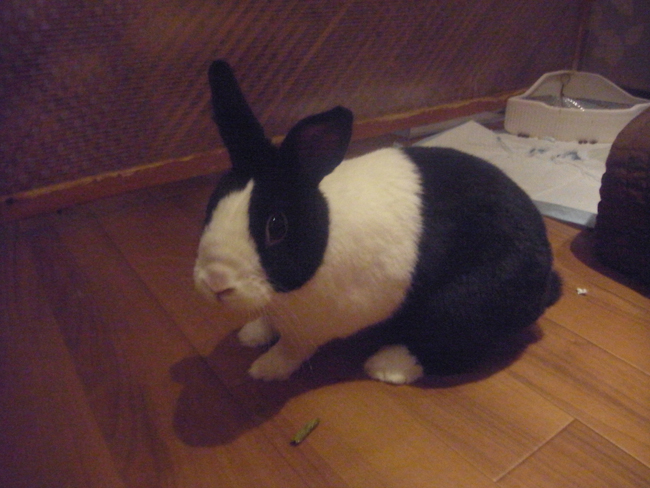 アンヴィー
