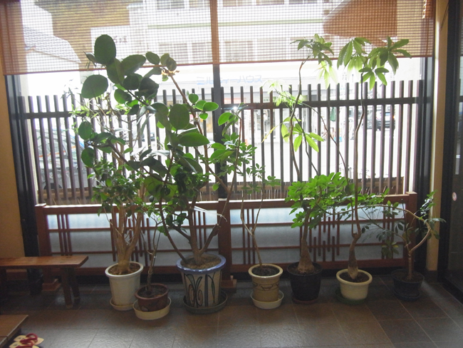 観葉植物