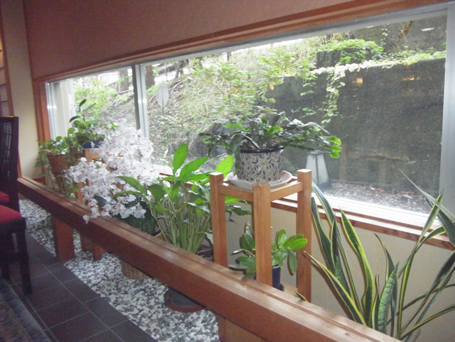 植物
