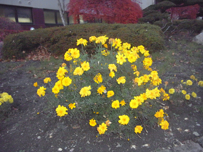 洞爺湖の花